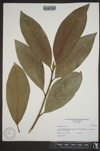 Magnolia grandiflora image