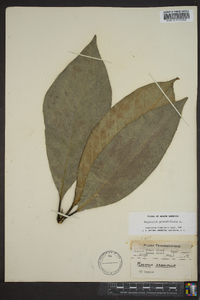 Magnolia grandiflora image