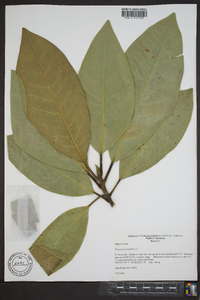 Magnolia grandiflora image