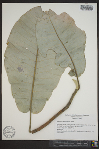 Magnolia macrophylla image