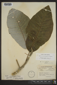 Magnolia macrophylla image