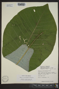 Magnolia macrophylla image