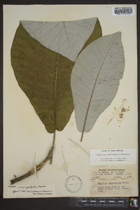 Magnolia macrophylla image