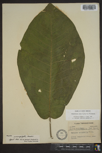 Magnolia macrophylla image