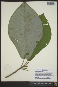 Magnolia macrophylla image