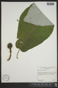 Magnolia macrophylla image