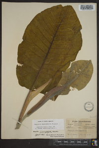 Magnolia macrophylla image