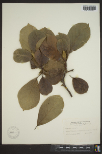 Magnolia sieboldii image