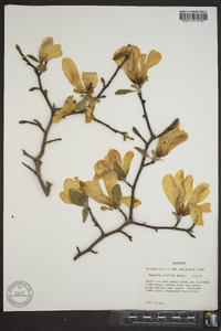 Magnolia stellata image