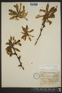 Magnolia stellata image