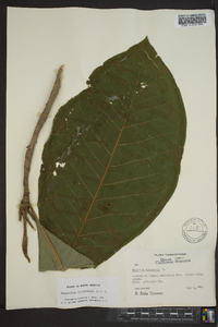 Magnolia tripetala image