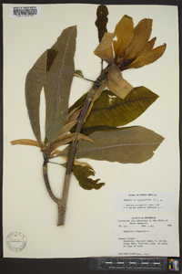 Magnolia tripetala image