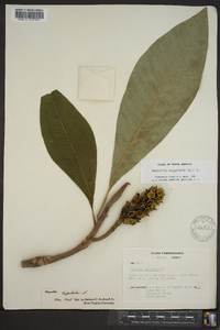 Magnolia macrophylla image