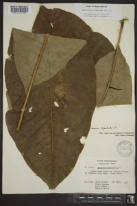 Magnolia tripetala image