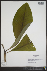 Magnolia tripetala image