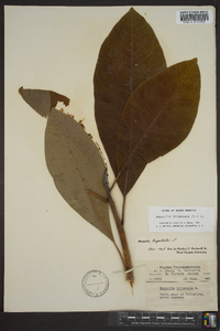 Magnolia tripetala image