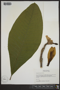 Magnolia tripetala image