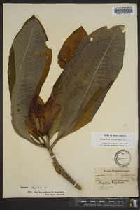 Magnolia tripetala image