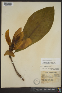 Magnolia tripetala image