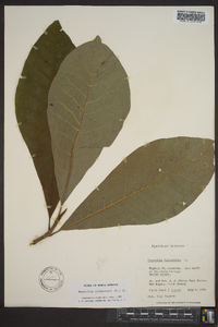 Magnolia tripetala image