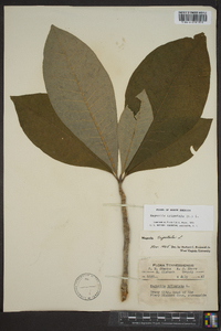 Magnolia tripetala image