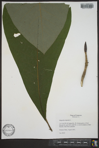 Magnolia tripetala image