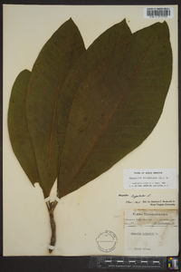 Magnolia tripetala image