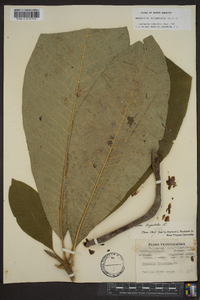 Magnolia tripetala image