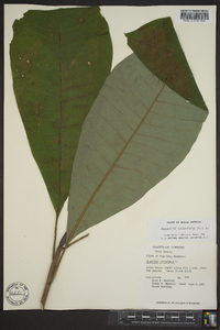Magnolia tripetala image