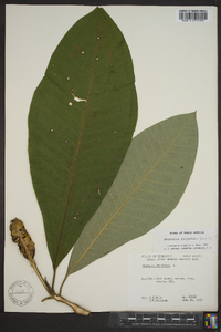 Magnolia tripetala image