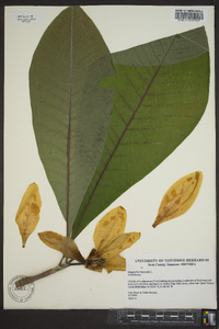 Magnolia tripetala image