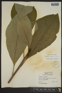 Magnolia tripetala image