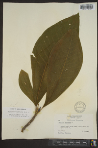 Magnolia tripetala image