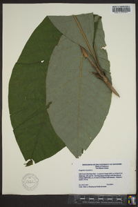 Magnolia tripetala image