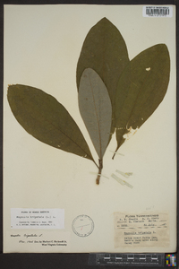 Magnolia tripetala image