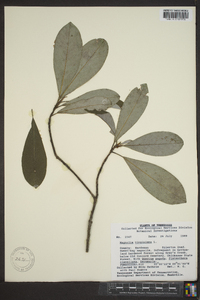 Magnolia virginiana image