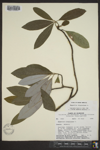 Magnolia virginiana image