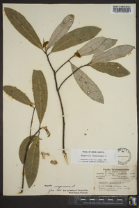 Magnolia virginiana image