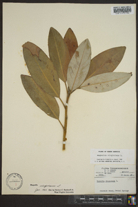 Magnolia virginiana image