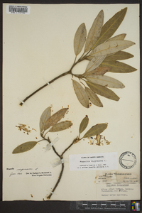 Magnolia virginiana image