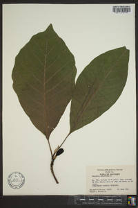 Magnolia acuminata image