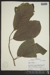 Magnolia acuminata image