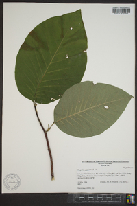 Magnolia acuminata image