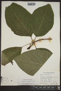 Magnolia acuminata image