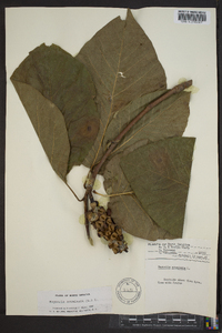 Magnolia acuminata image