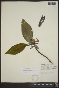 Magnolia acuminata image