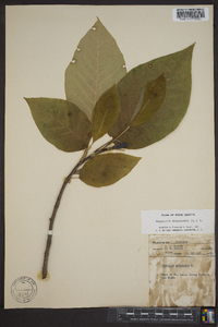 Magnolia acuminata image