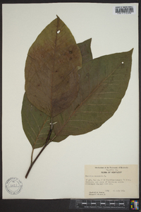 Magnolia acuminata image