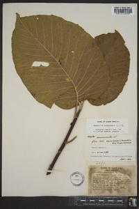 Magnolia acuminata image