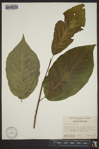 Magnolia acuminata image